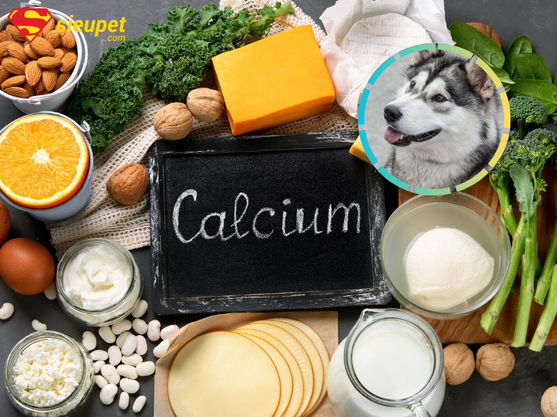 Canxi cho chó Alaska