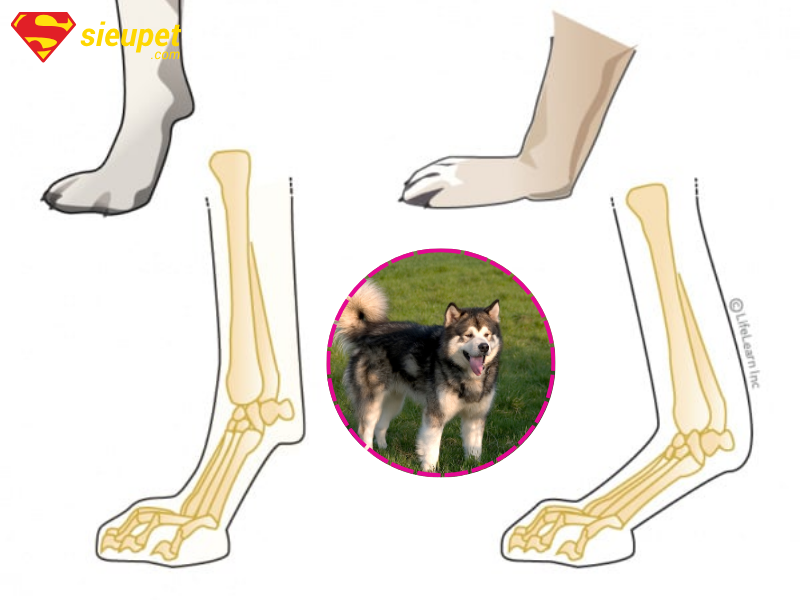 Chó ALaska bị yếu hai chân sau