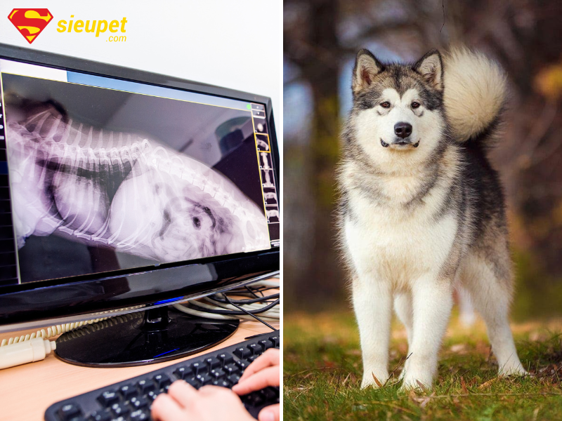 Chó Alaska bị yếu hai chân sau