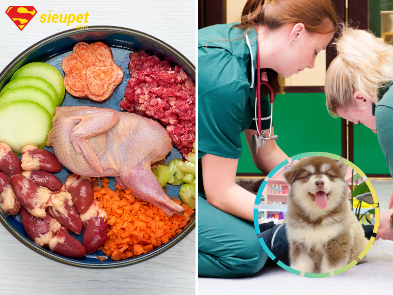 Chó Alaska bị yếu chân sau