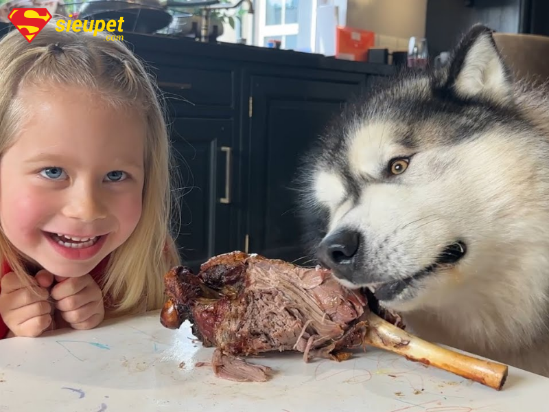 Chó Alaska bỏ ăn