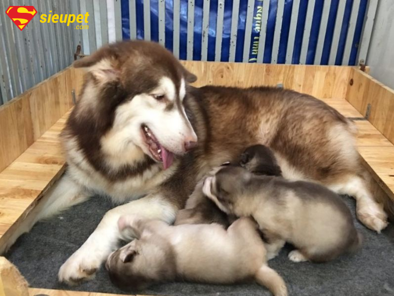 Sinh sản ở chó Alaska cái trưởng thành