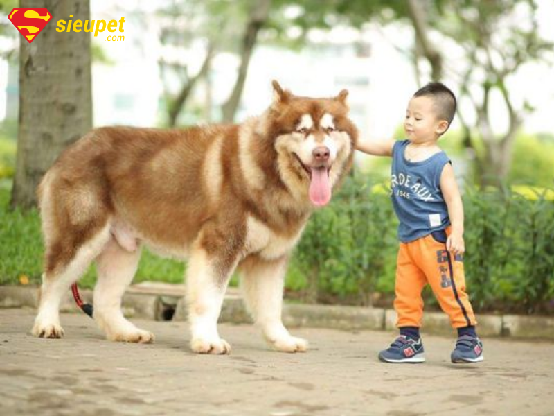 Chó Alaska cắn người