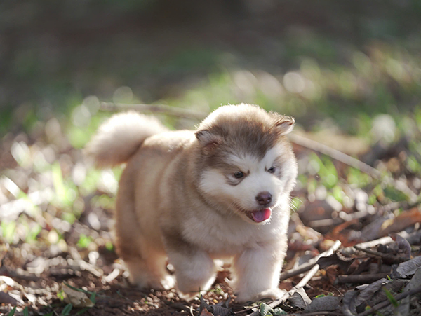 Chó Alaska 4 tháng tuổi nặng bao nhiêu?