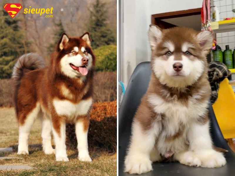 Chó Alaska có hung dữ không?