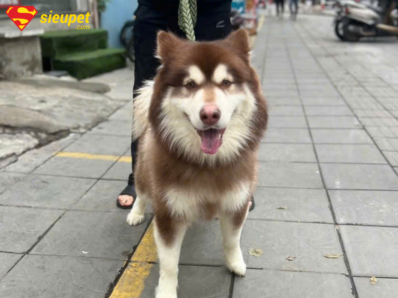 Bí quyết nuôi chó Alaska