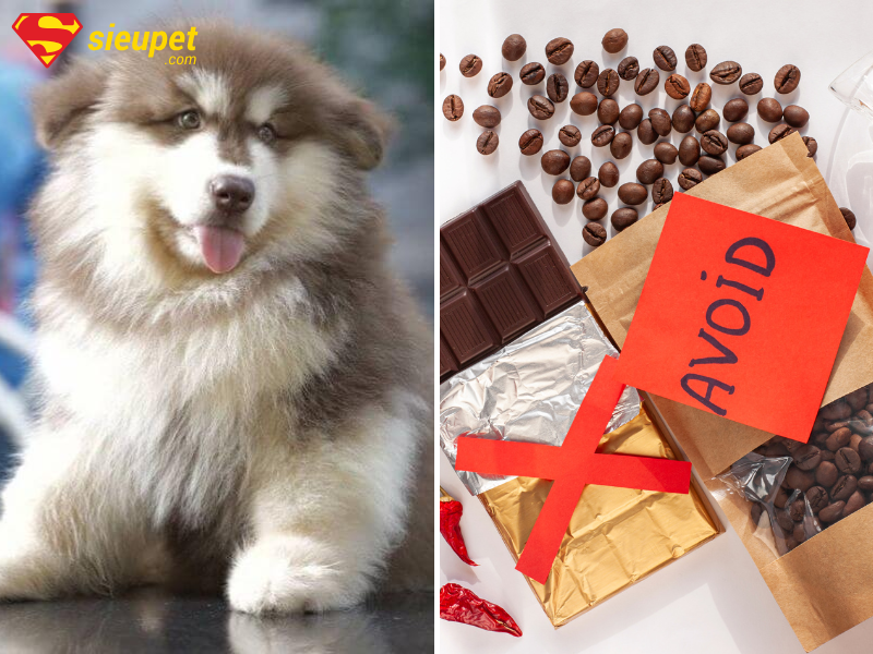 Các thực phẩm chó Alaska con nên tránh