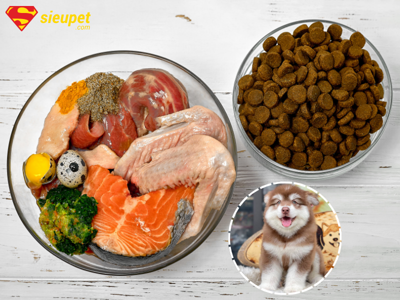 Chó Alaska con ăn gì?