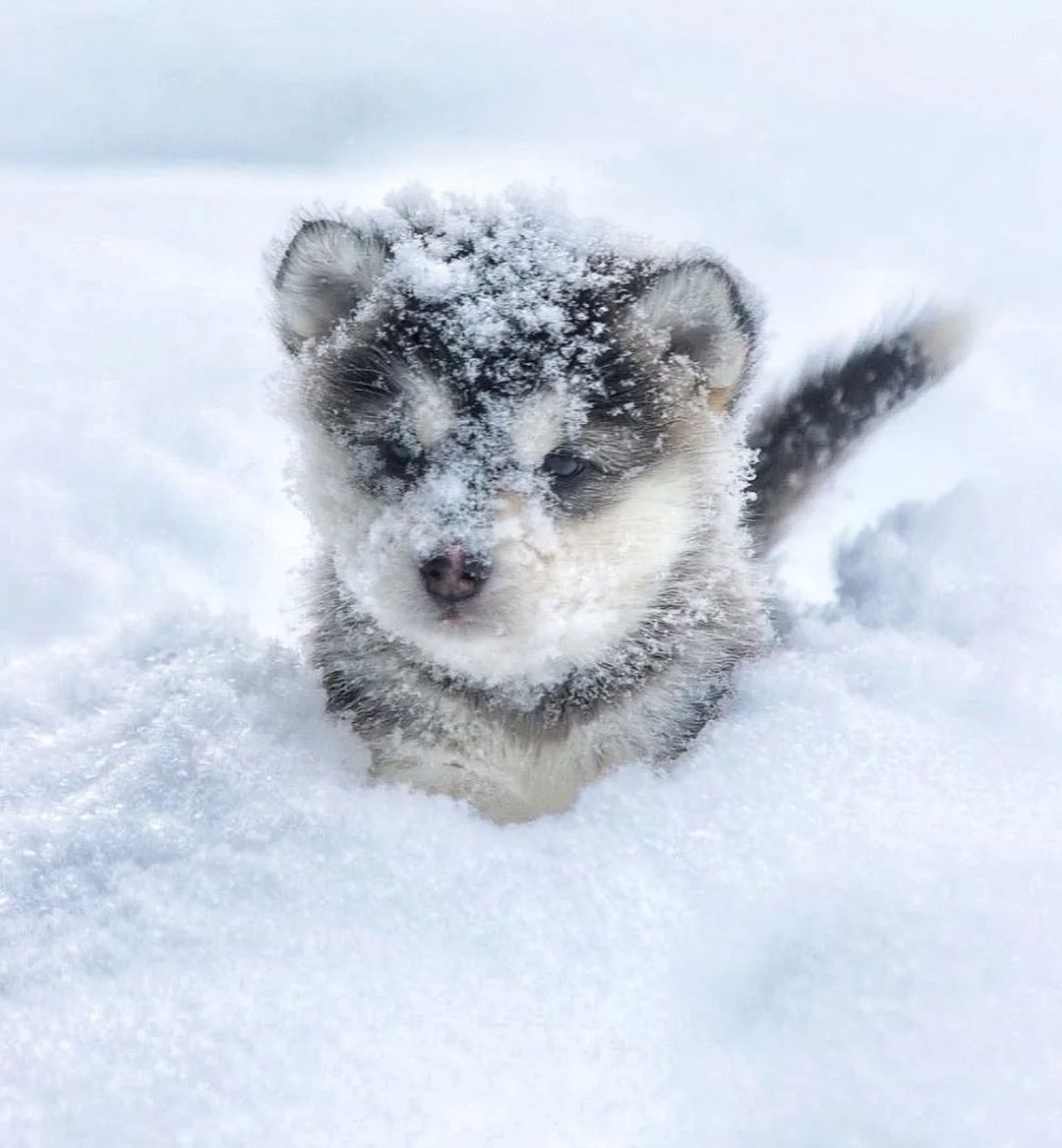 Hình nền chó Alaska con đang chơi tuyết