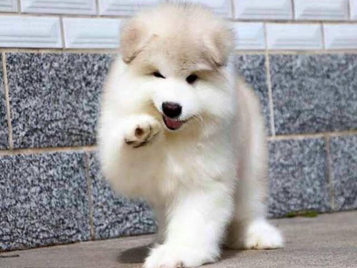 Chú chó alasak đáng yêu
