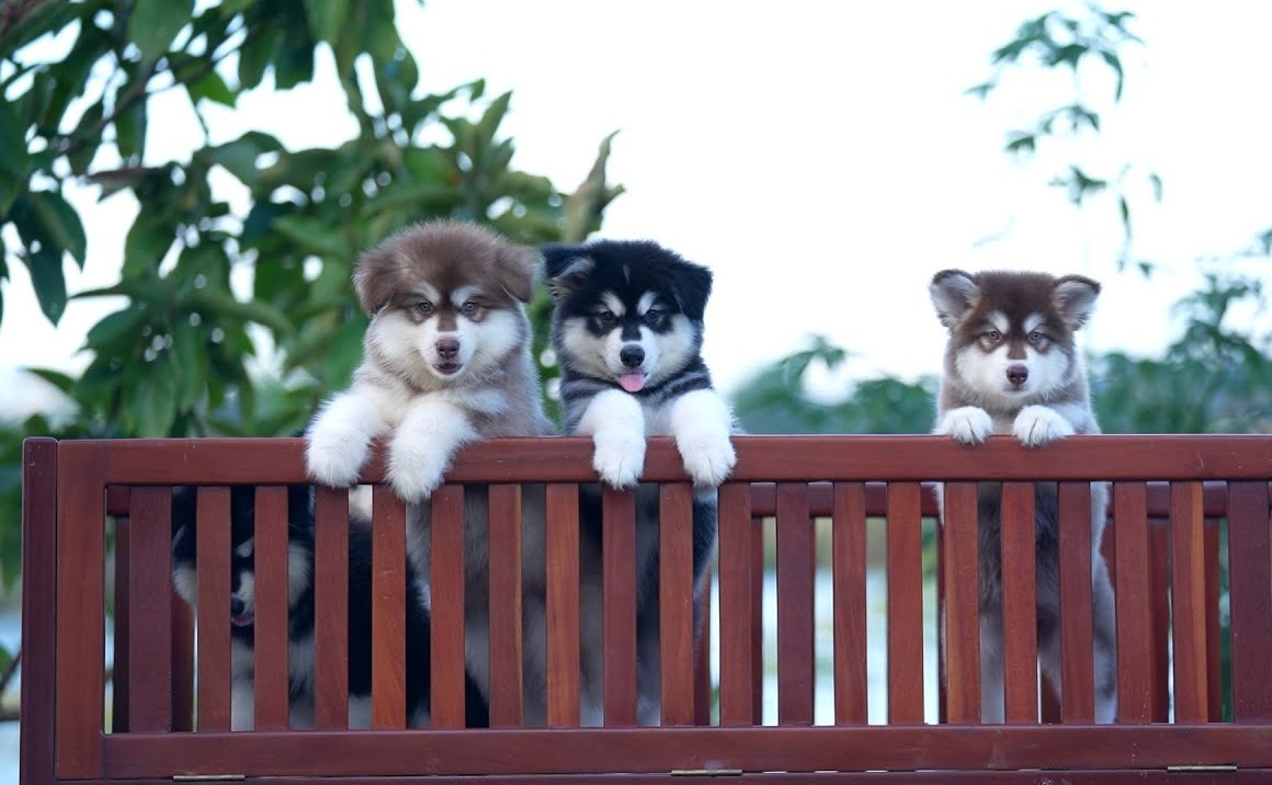 Chó alaska con giá bao nhiêu?