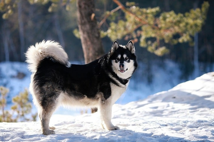 Chó alaska con màu đen trắng đáng yêu
