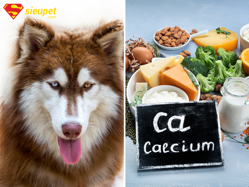 Canxi cho chó Alaska