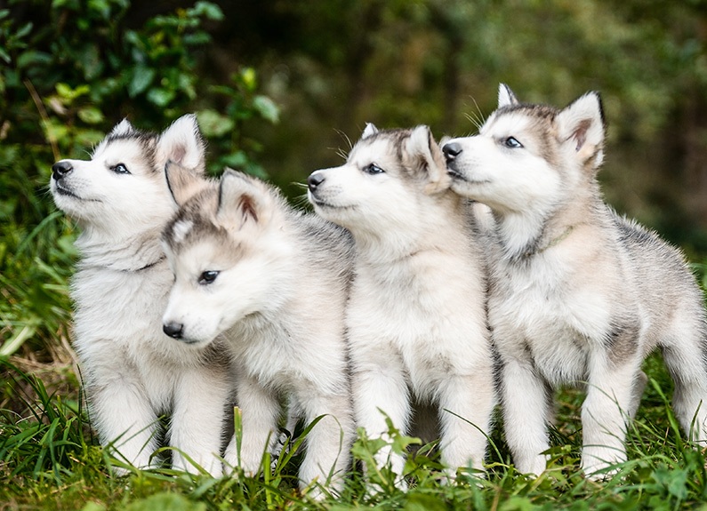 Hình nền chó Alaska con