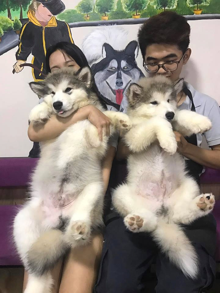 Ảnh chó Alaska hài hước