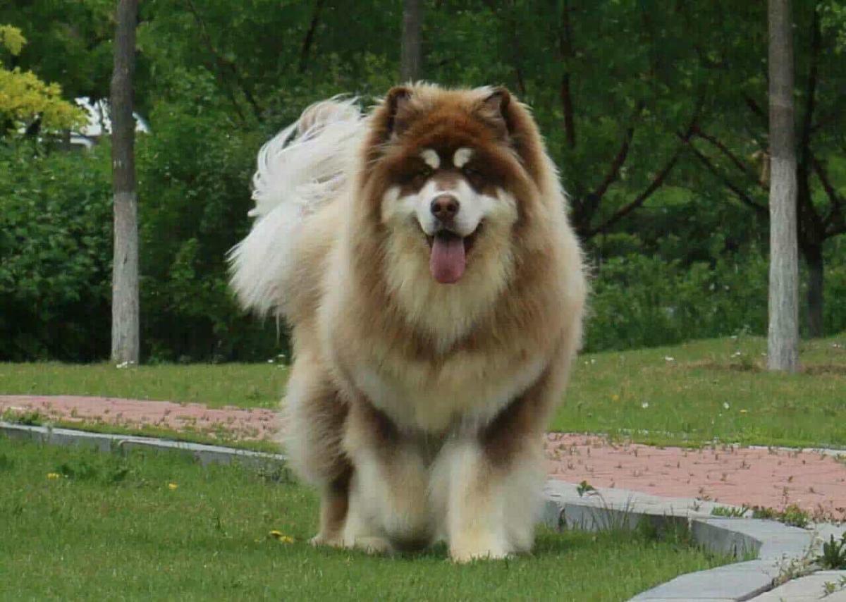 Chó alaska đẹp với bộ lông xù