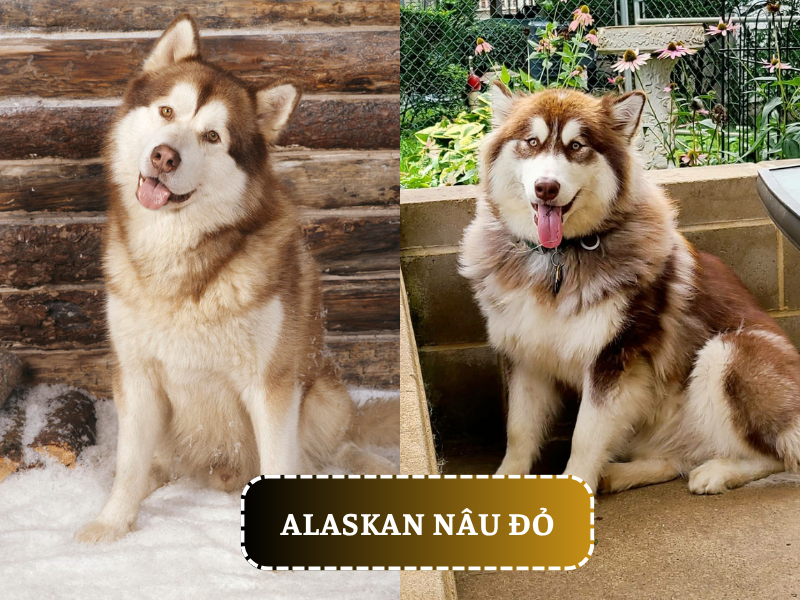 Đặc điểm ngoại hình của chó Alaska màu nâu đỏ