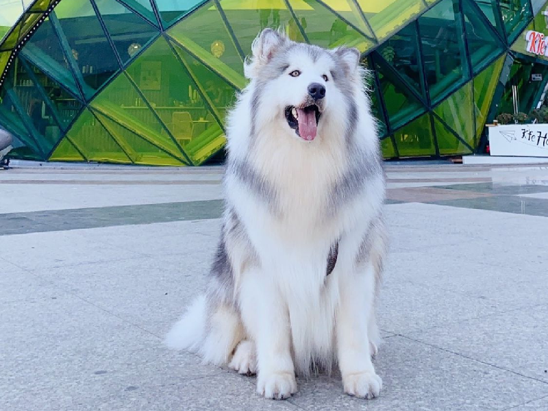 Chó alaska giá rẻ