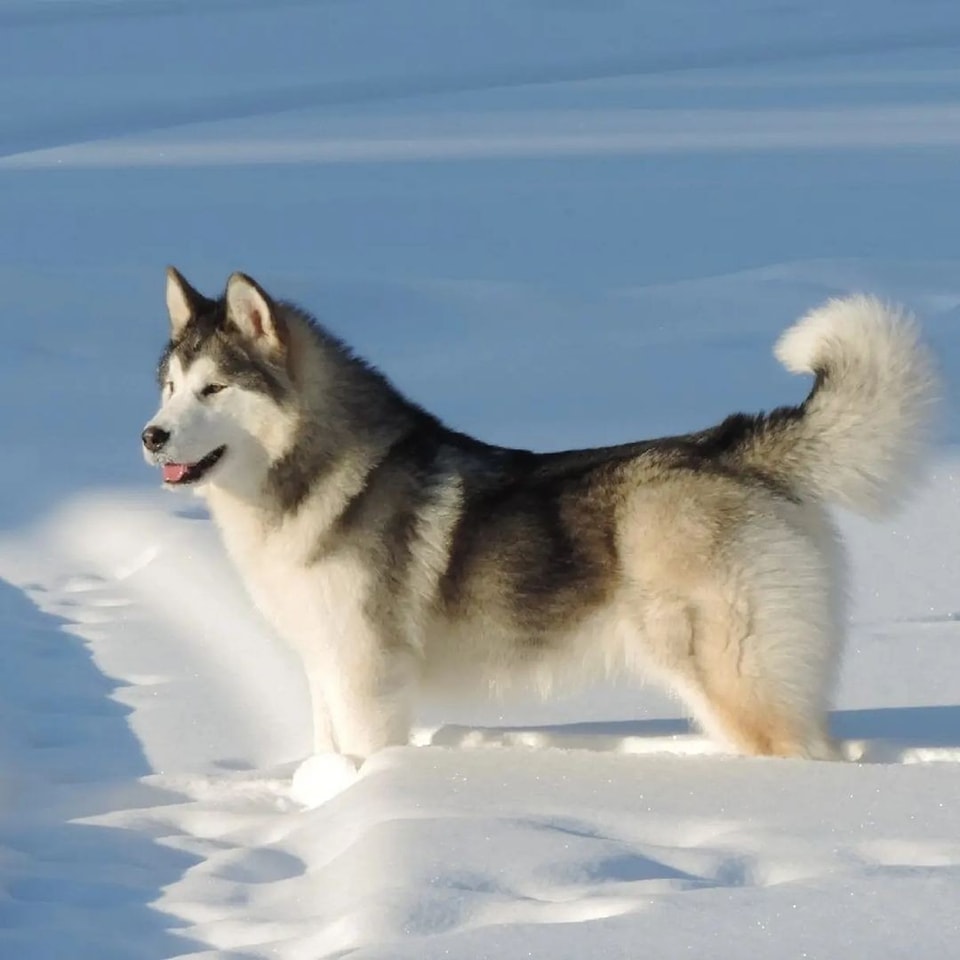 Chó alaska giá bao nhiêu?