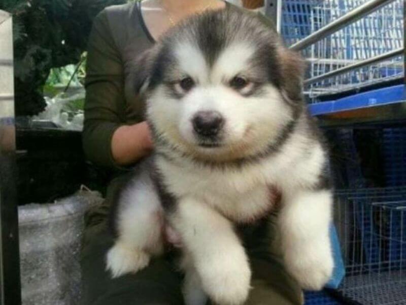 Chó alaska giá rẻ