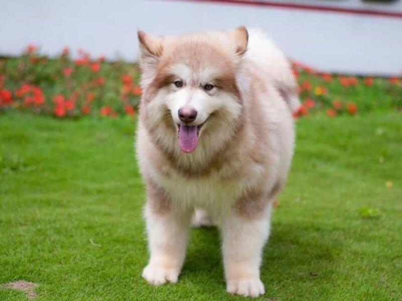 Chó Alaska màu hồng phấn