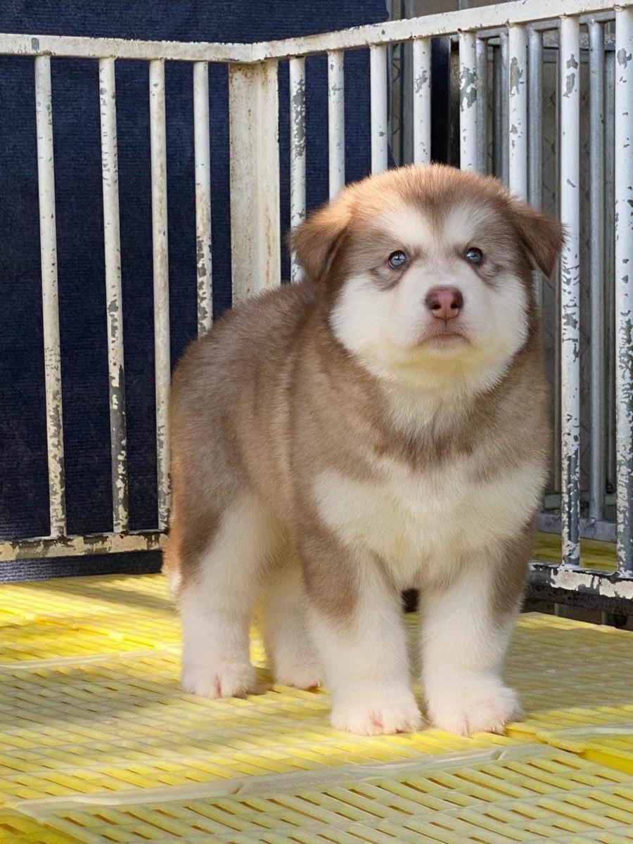 Chó cảnh alaska tại Hà Nội