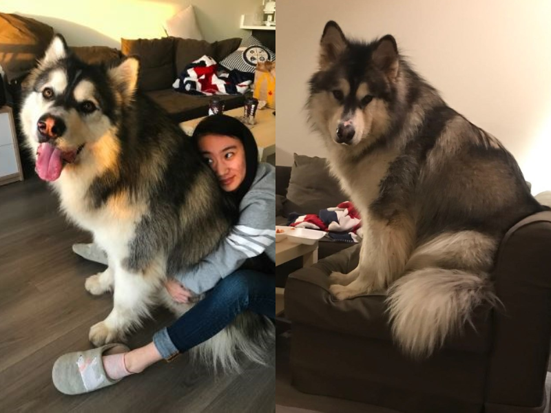 Địa Chỉ Mua Bán Chó Alaska Khổng Lồ Uy Tín