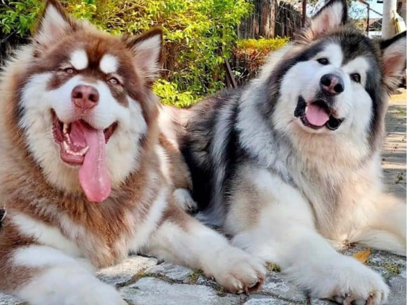 Chó Alaska khổng lồ là gì