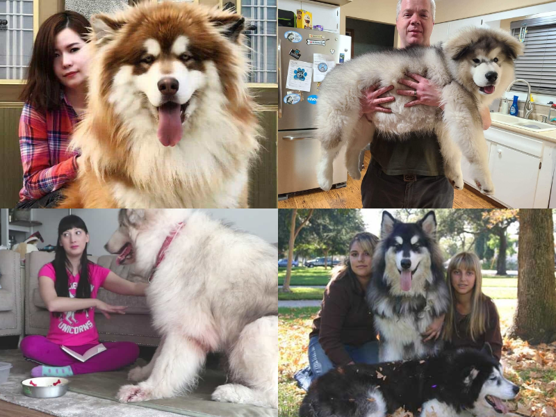 Giá Chó Alaska Khổng Lồ Bao Nhiêu