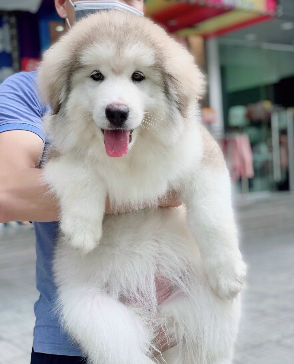 Alaska Giant màu trắng