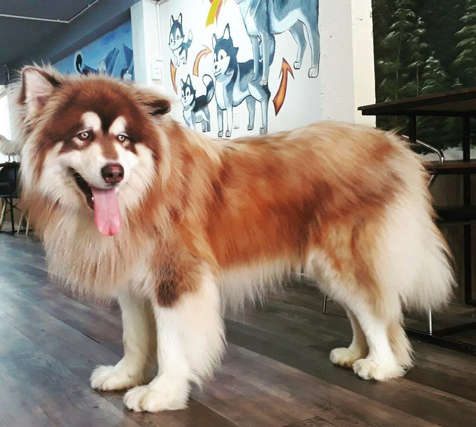 Chó alaska khổng lồ