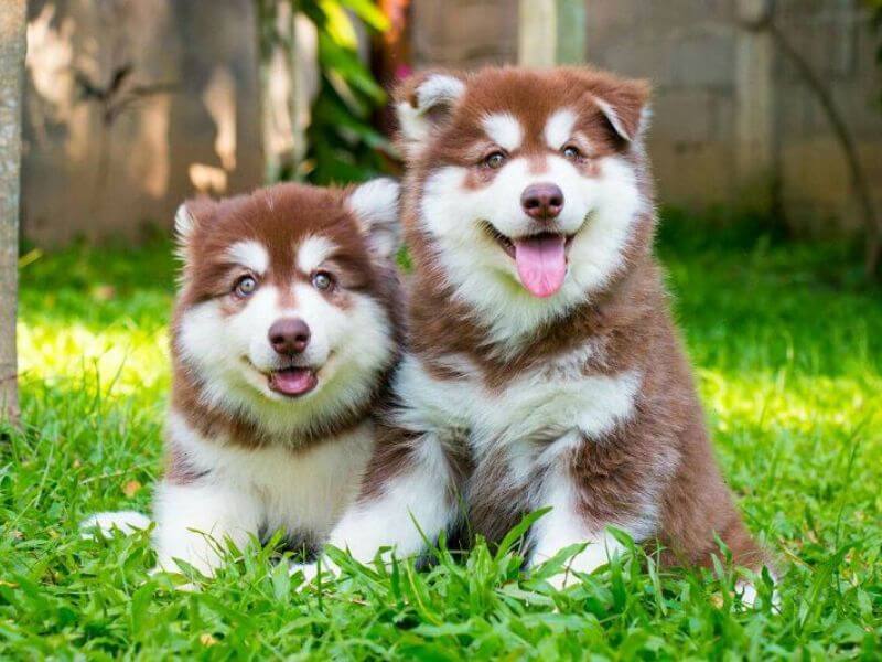 Hình nền chó Alaska đẹp