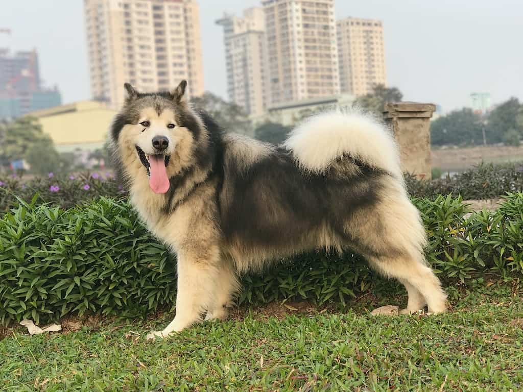 Chó alaska dễ nuôi không?