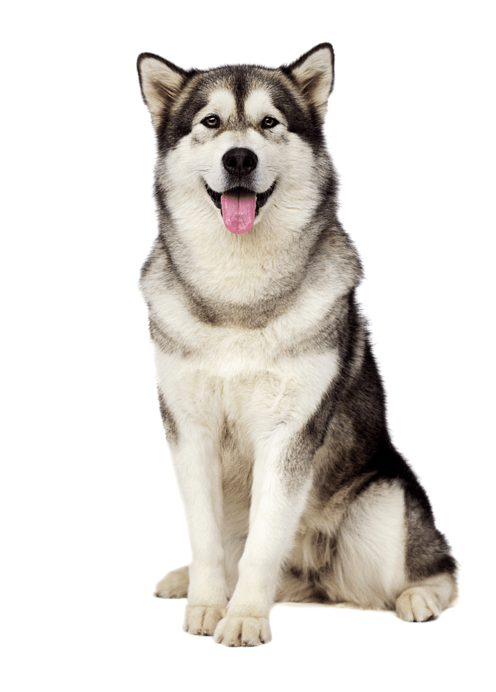 Chó alaska malamute