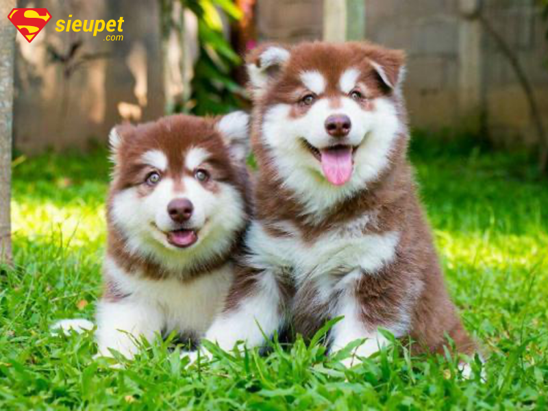 Chó Alaska mang thai bao lâu thì đẻ?