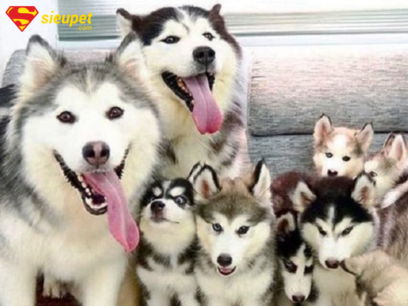 Chó Alaska mang thai bao lâu?