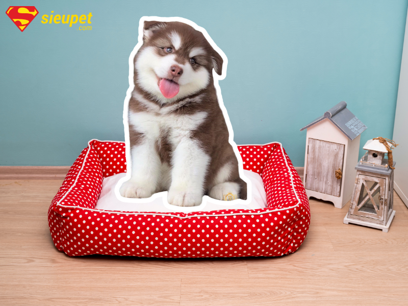 Chăm sóc chó Alaska con