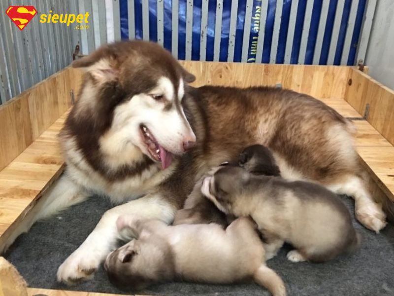 Chó Alaska mới đẻ