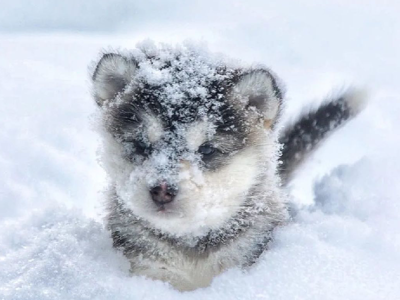 Ảnh Chó Alaska Con