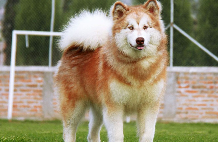 Chó Alaska lông xù