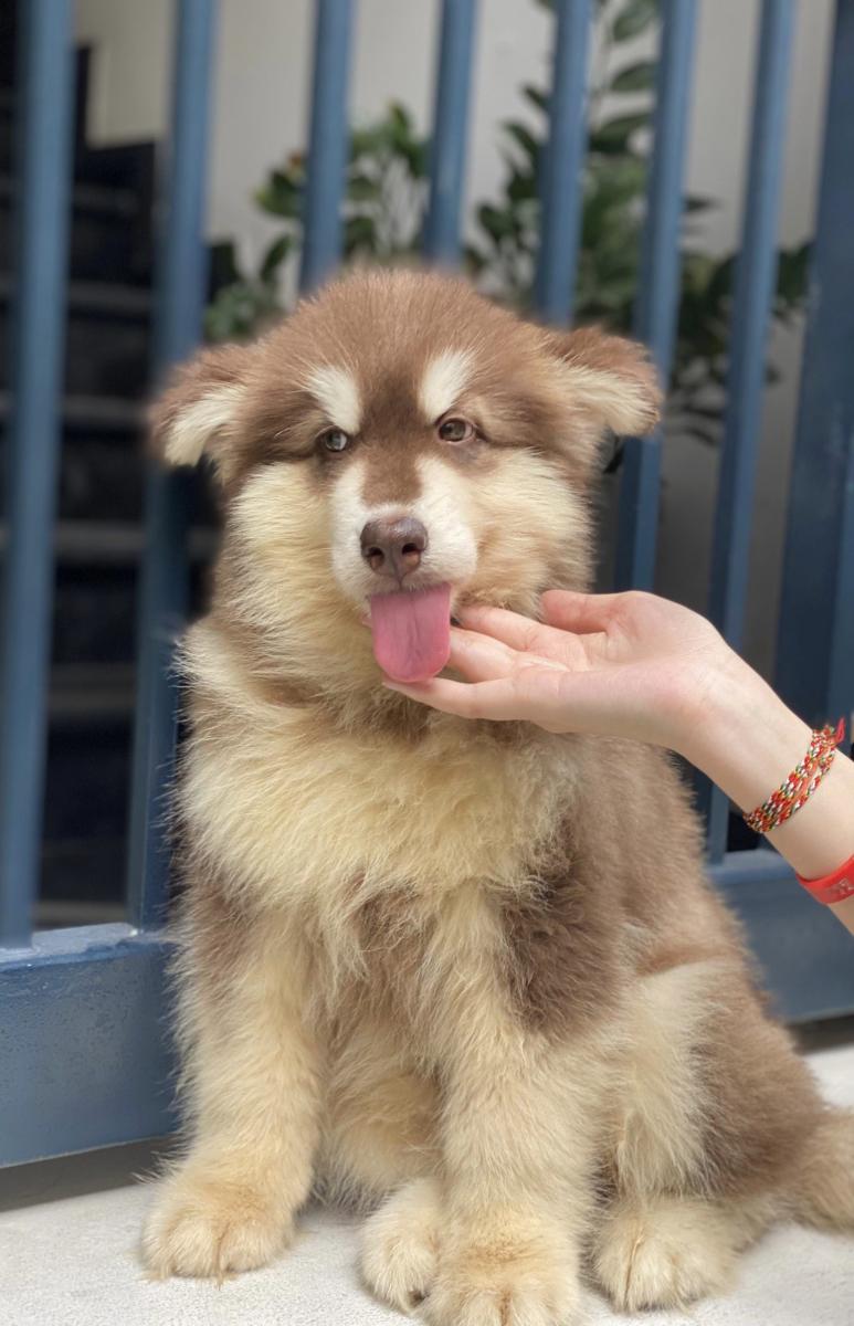 Giống chó alaska nâu đỏ cực đẹp