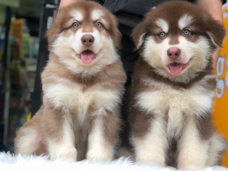 Chó alaska nuôi dễ không?