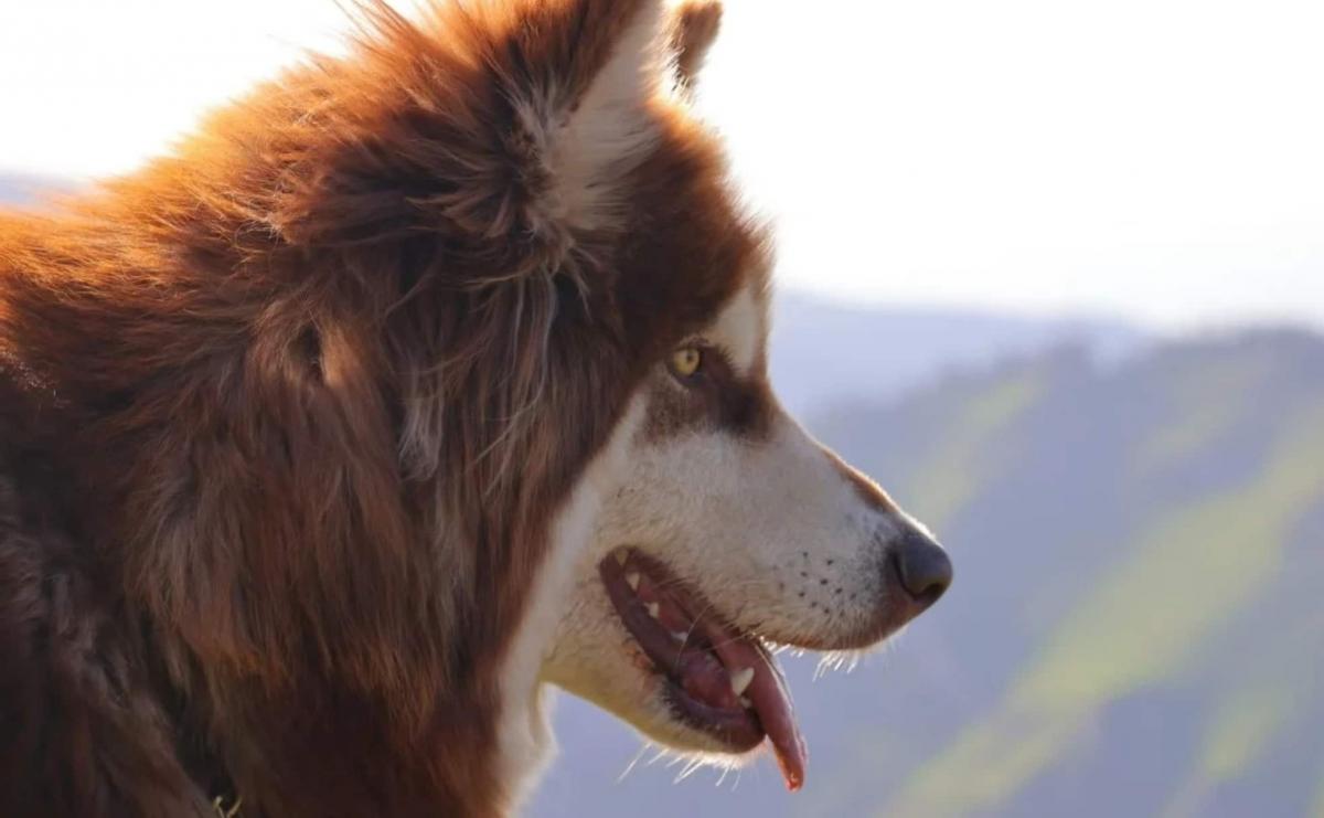 Chó alaska tại Việt Nam giá bao nhiêu?