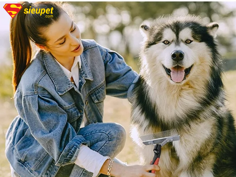 Chó Alaska thay lông