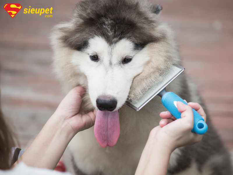 Chăm sóc lông cho chó Alaska