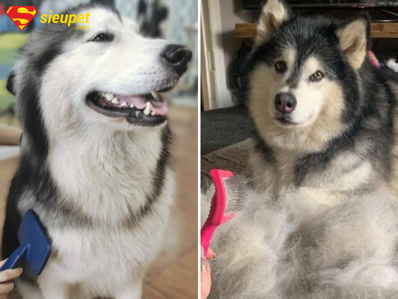 Chó Alaska thay lông khi nào