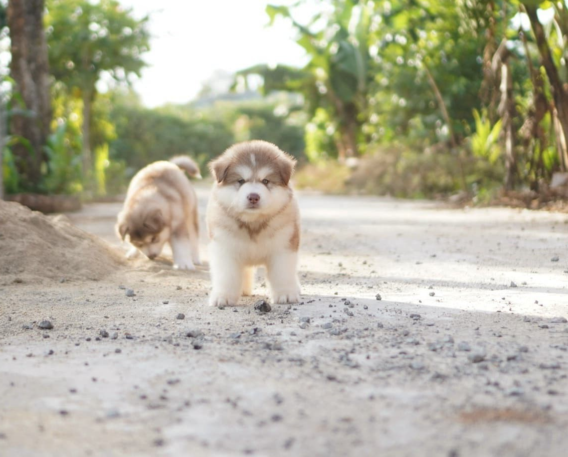 Chó alaska thuần chủng giá bao nhiêu?