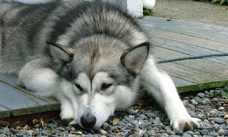 Chó Alaska