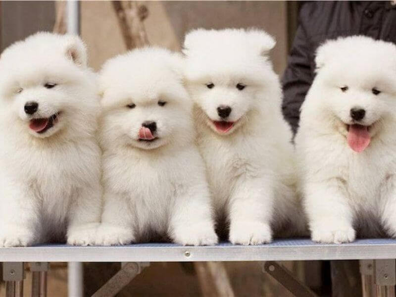 Hình nên chó Alaska con