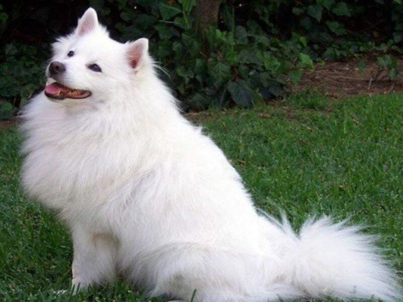 Hình ảnh chó Alaska trắng